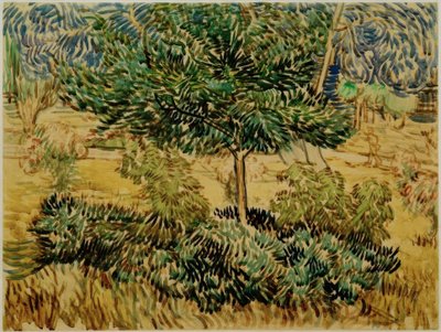 Baum und Sträucher im Garten der Heilanstalt von Vincent van Gogh
